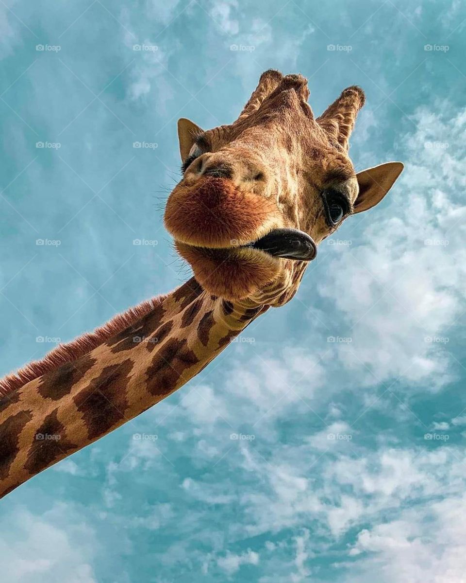 giraffe