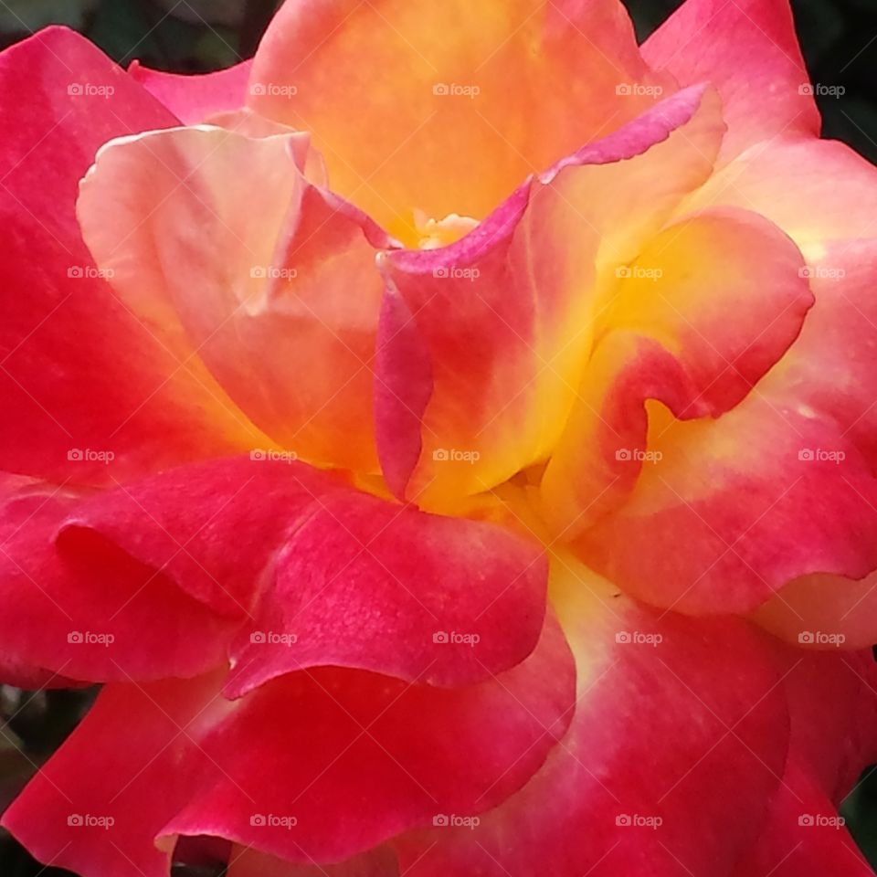 Glowing Rose