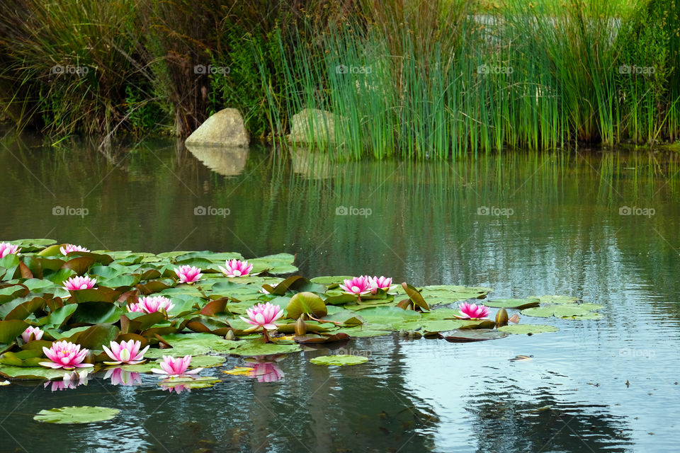 Alluring lotus pond