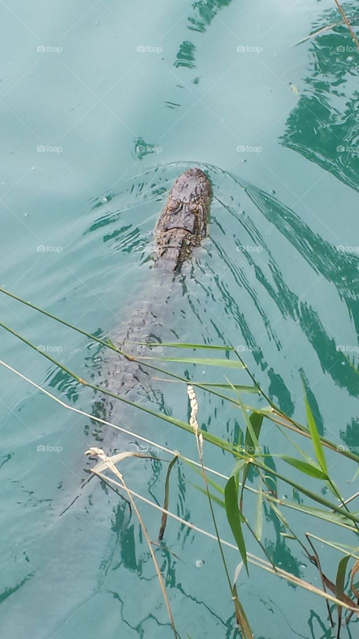 alligator in the water