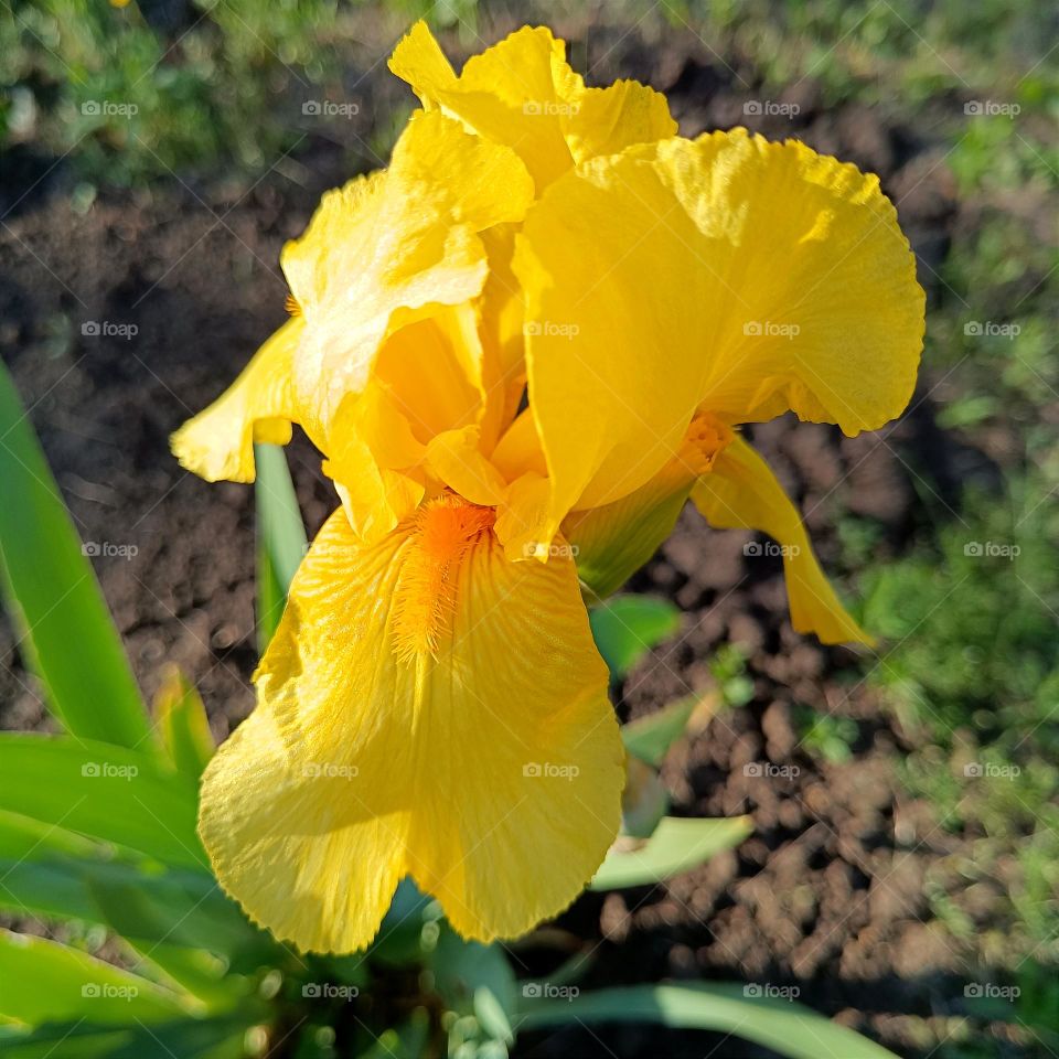 Yellow iris