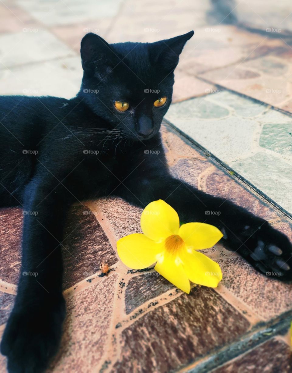 Bombay Cat and Flower