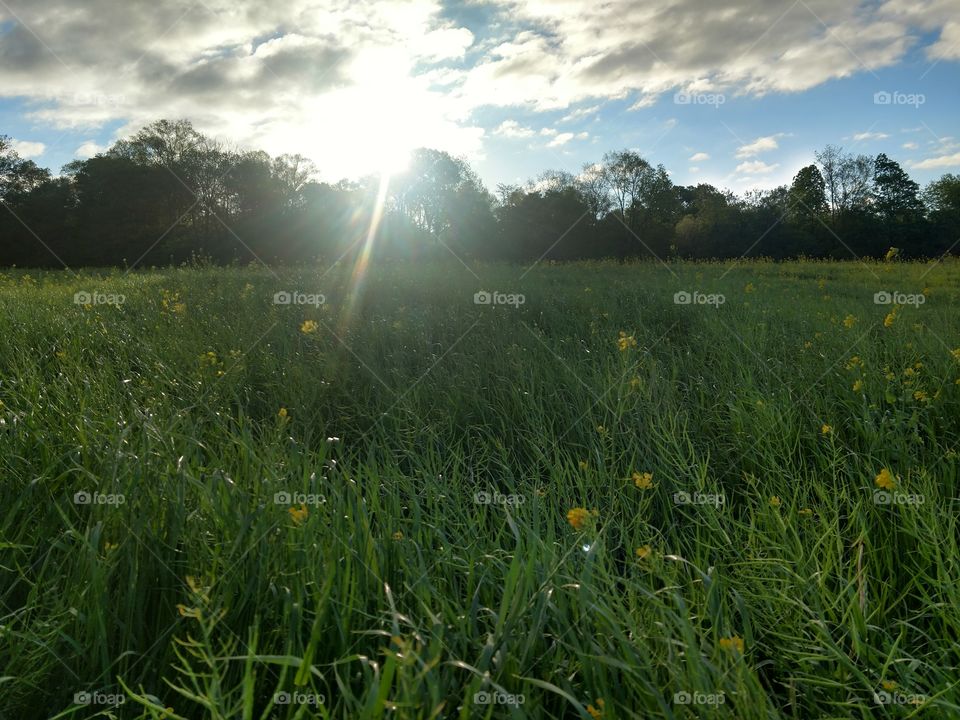 rotational grass farmer's dream