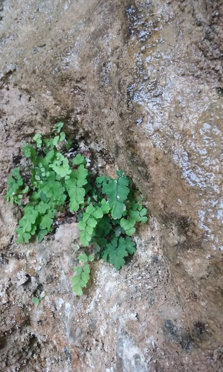 Plant growth on rock