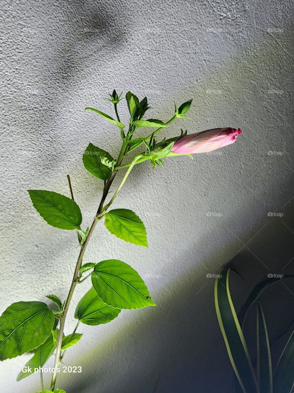 budding red hibiscus