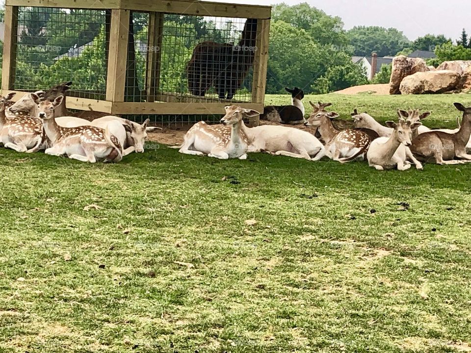 Nova Wild - Reston Zoo 🌿