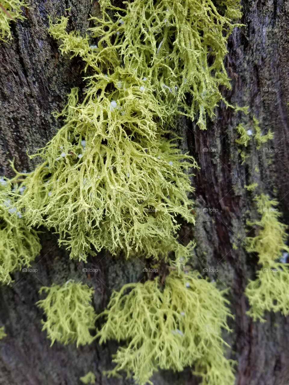 Mossy tree