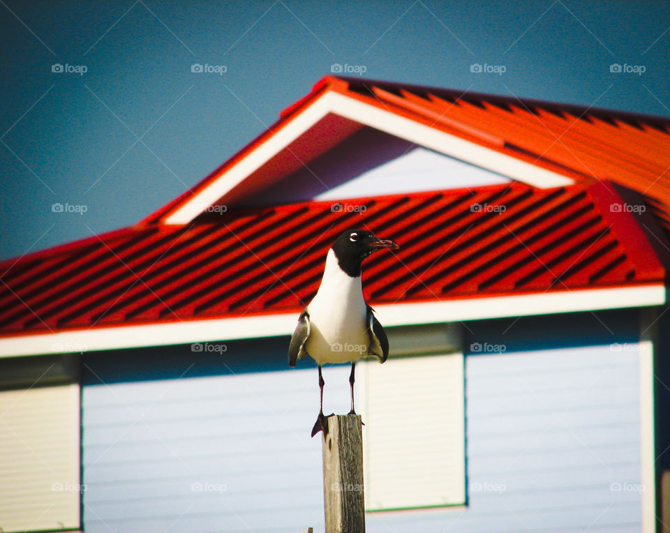 High angle view of bird