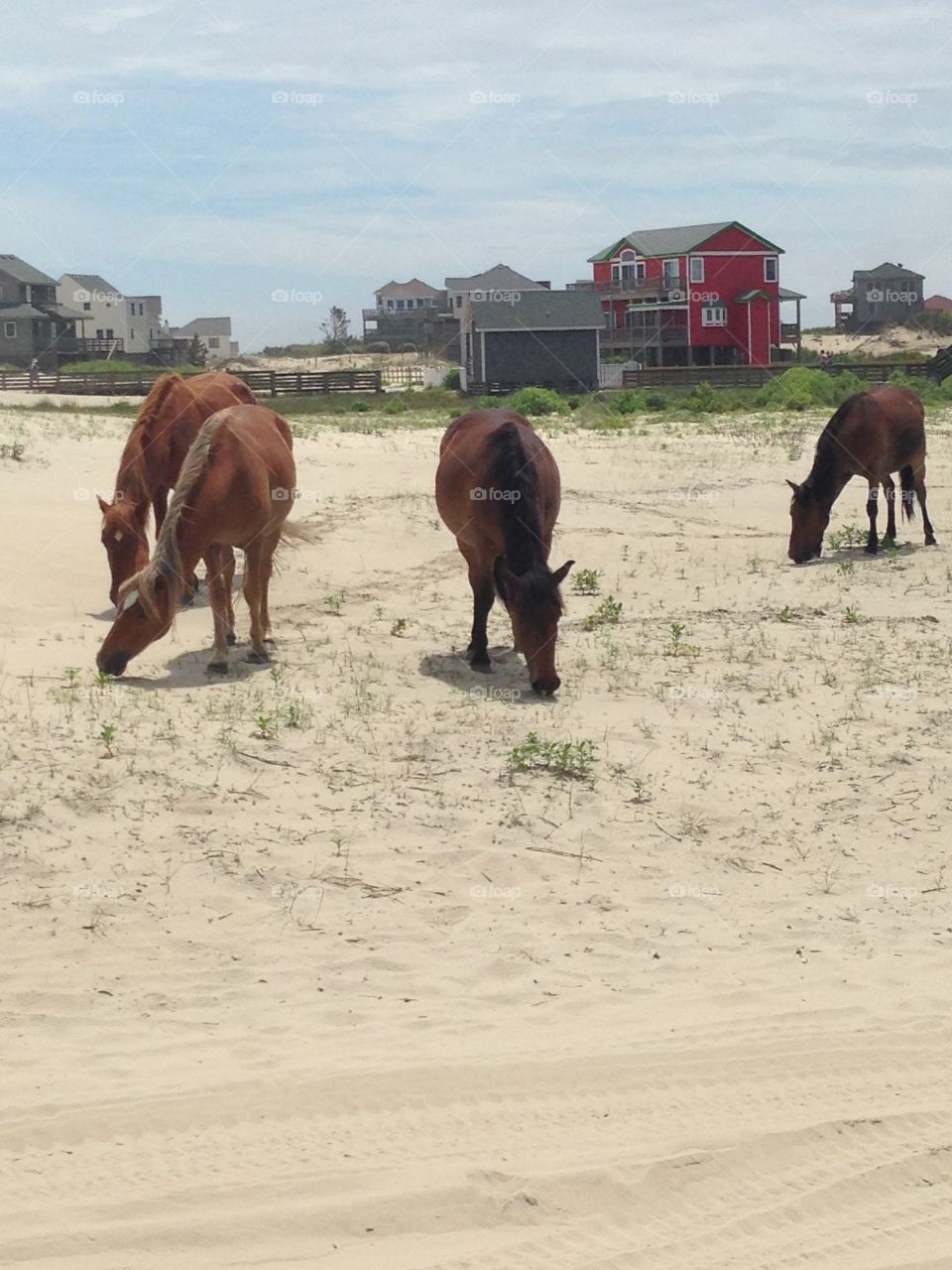 Grazing wild horses on the beach