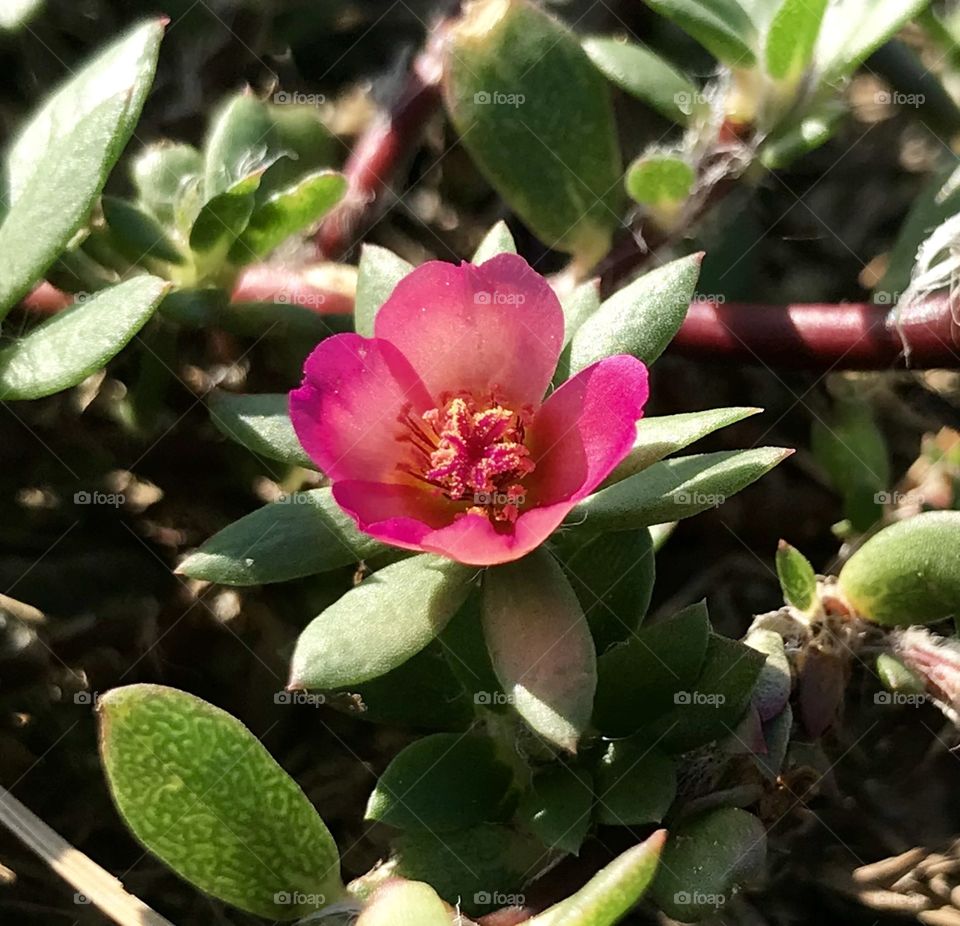 Pink Purslane dominates the rock garden during southeastern hot summers. This succulent is related to the more common yellow-flowering purslane.