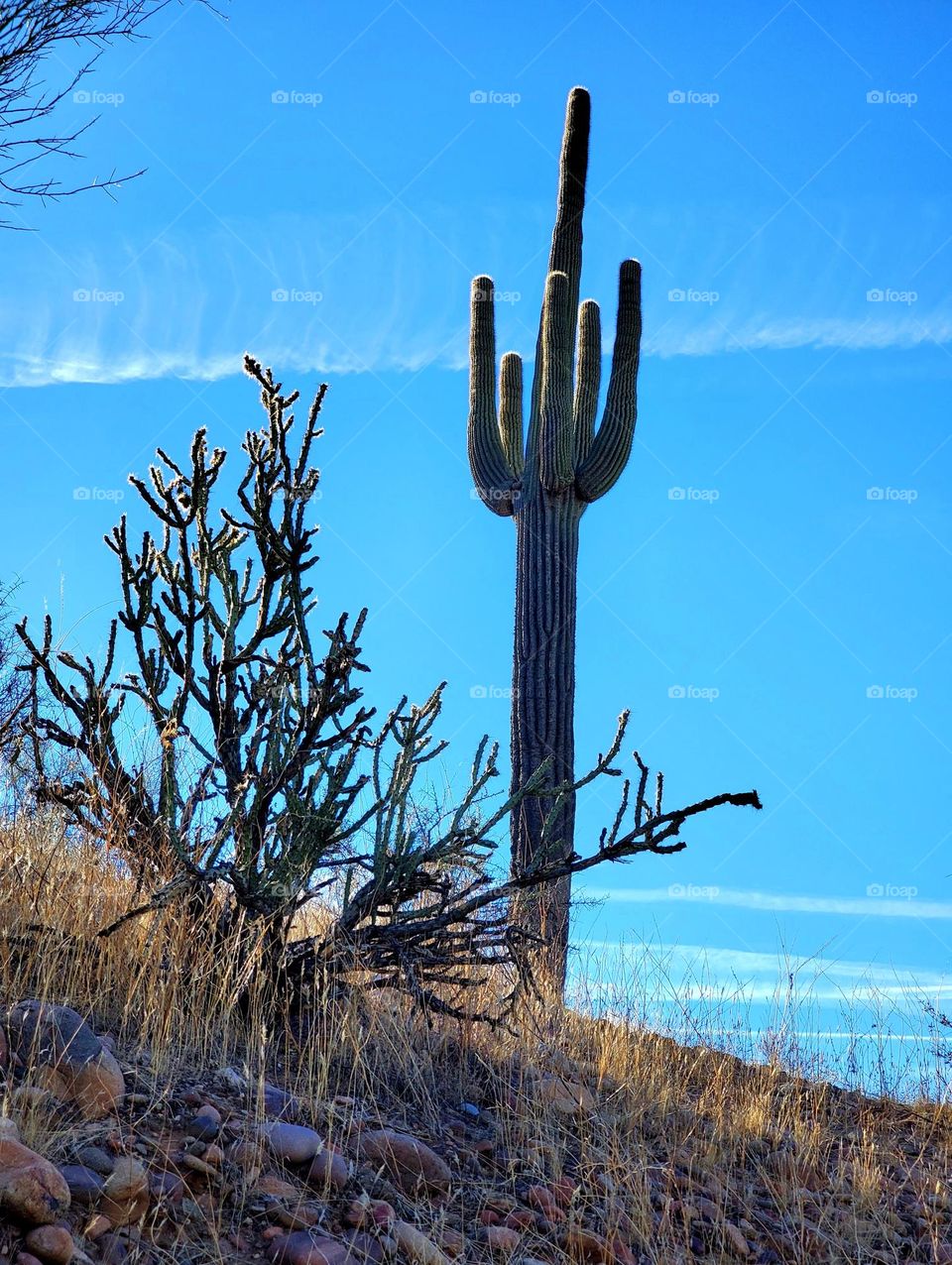 The Beauty of a Tall Saguaro