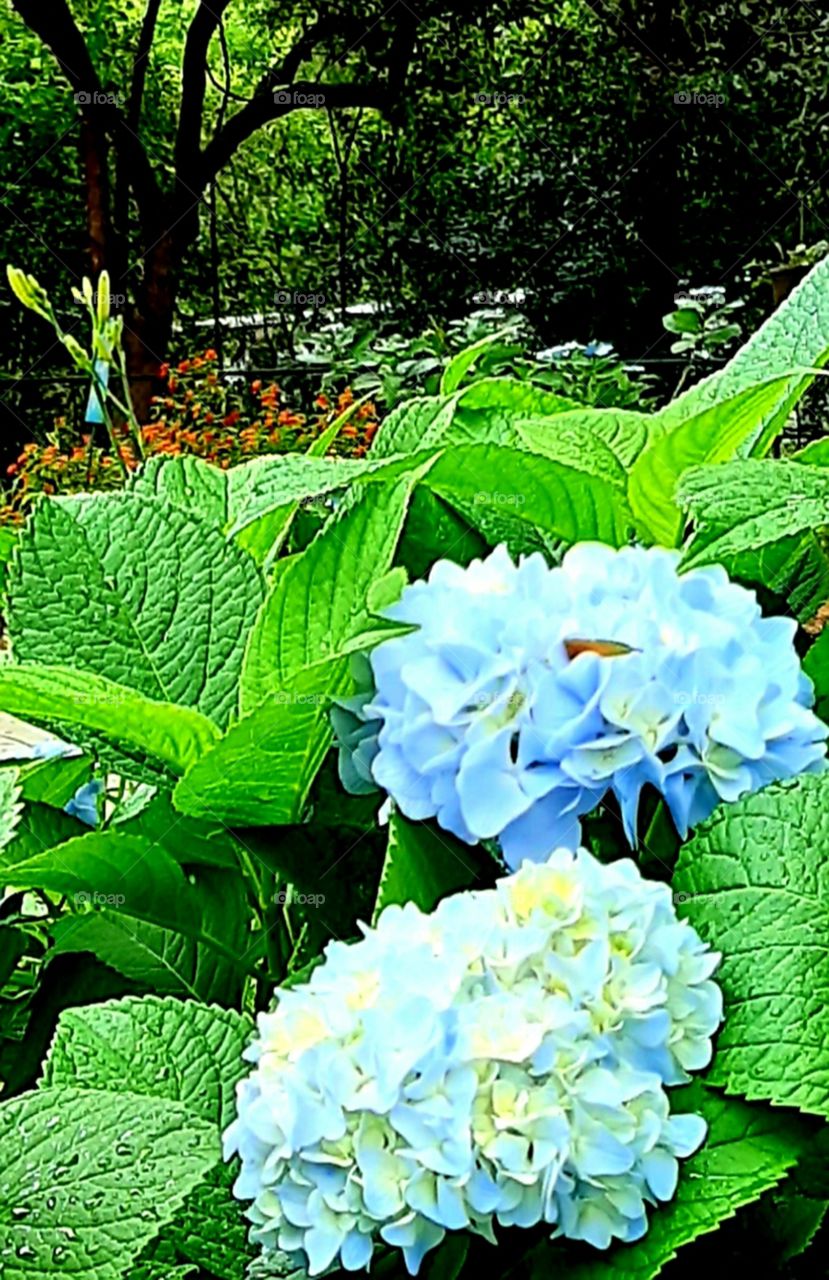 Hydrangeas and Lantana and day lilies