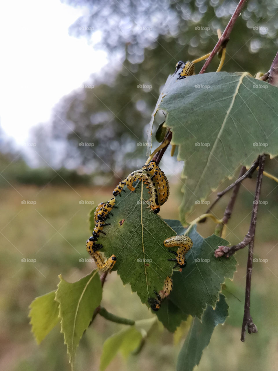 ・ 💚 Caterpillars Eat Green Birch Leaves on a Natural Background
・ 🌿 Summer
・ 🌄 Sunset