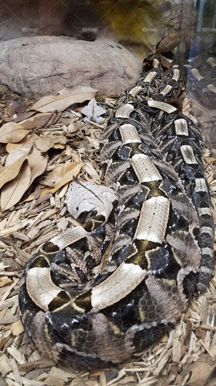 two gaboon vipers resting among the leaves and sand