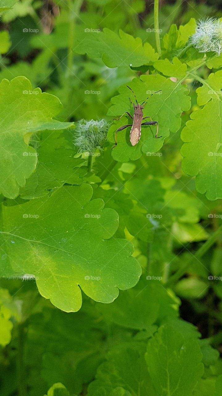 small bug climbing the leaf