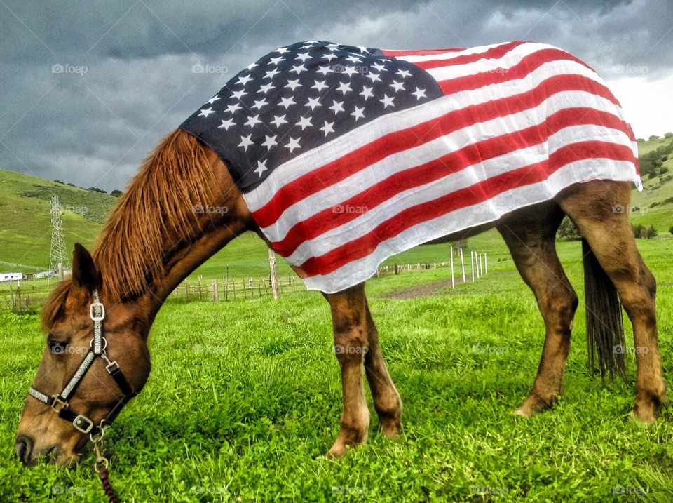 My mare Little Girl and Old Glory