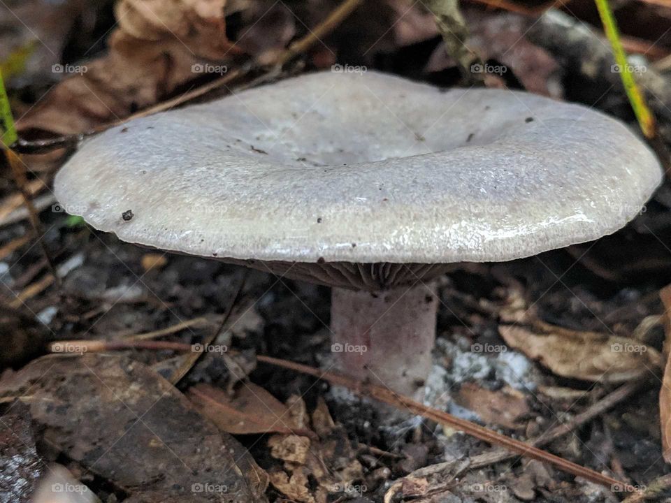 Mushroom