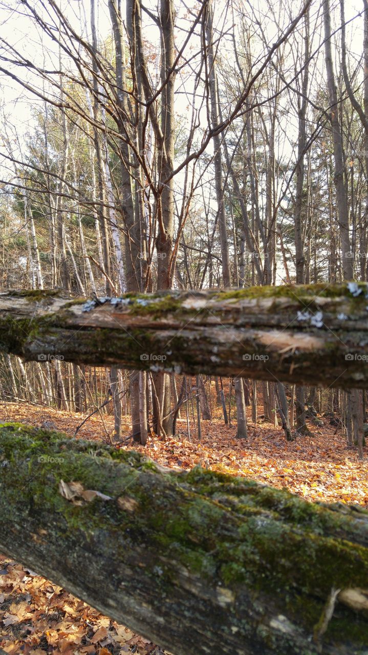 The forest through the fence