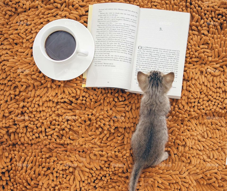 Cat reads the book while having a black coffee