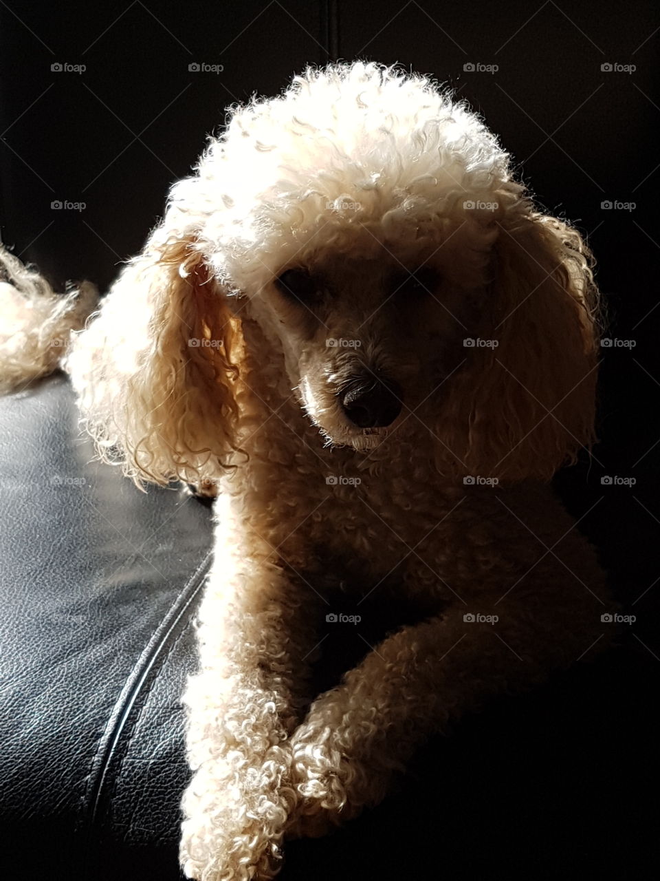 A toy poodle, Light and shadow.