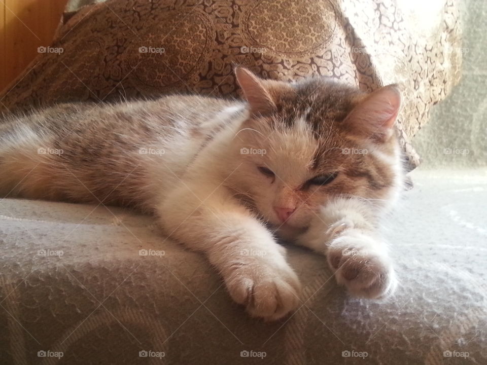 A happy cat on a chair