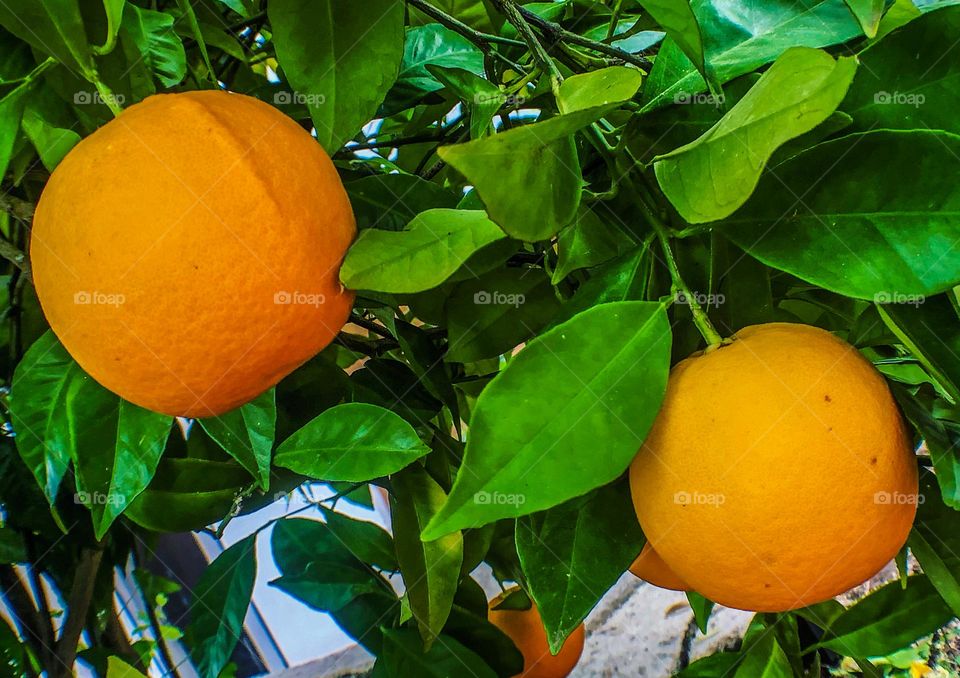 Oranges, round and juicy growing on the tree