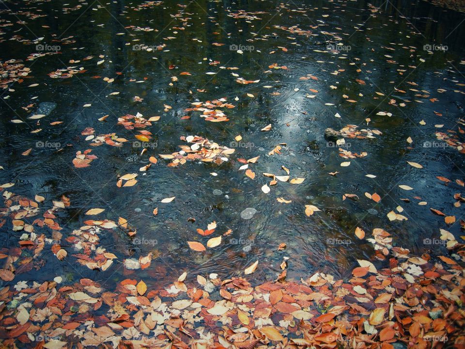 Ice on the water and autumn leaves