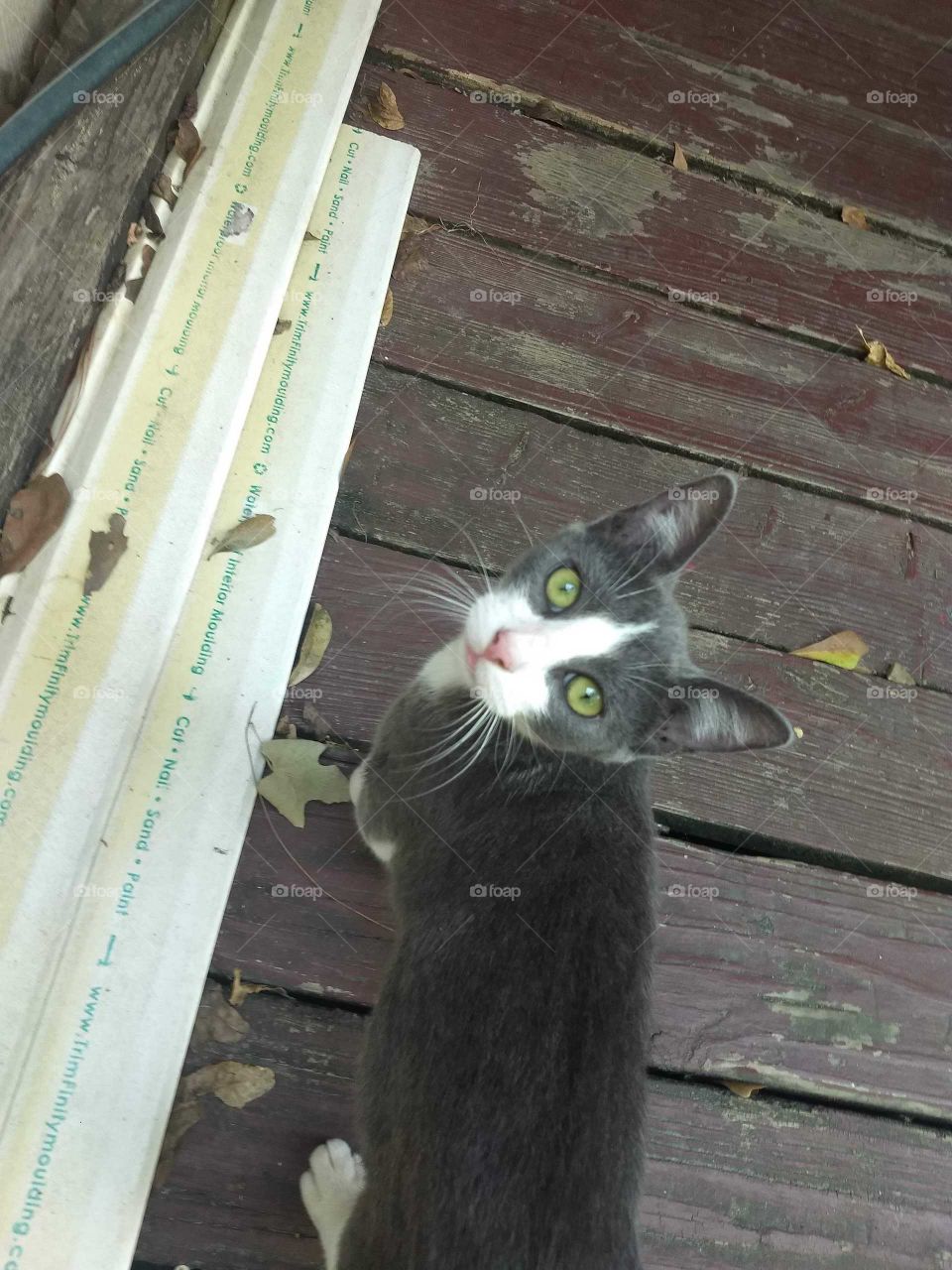 Green eyed cat being surprised