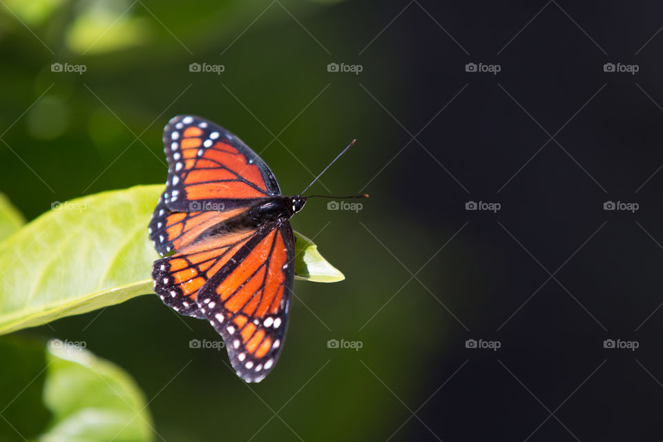 Butterfly, Insect, No Person, Nature, Invertebrate