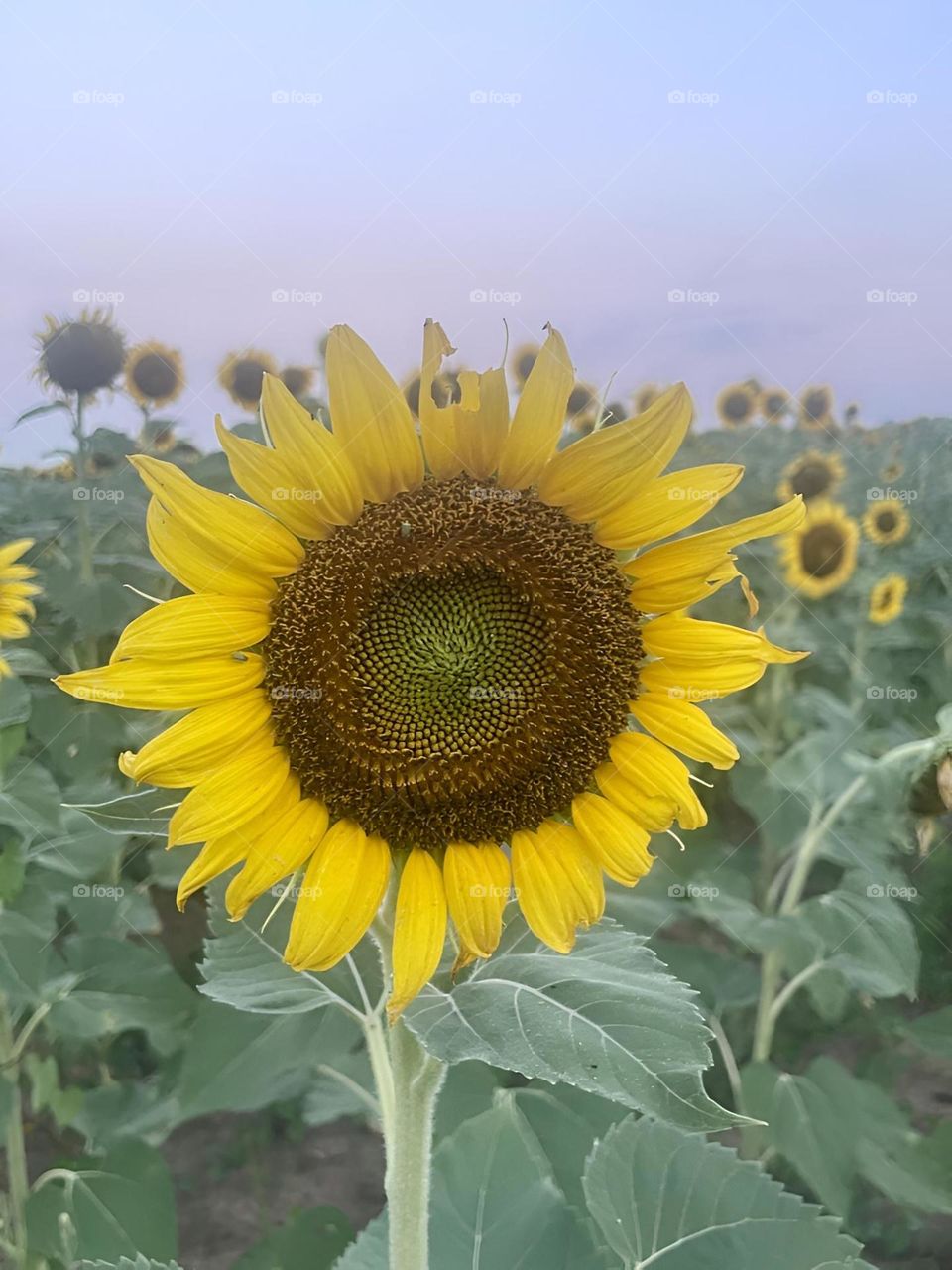 Sunflowers