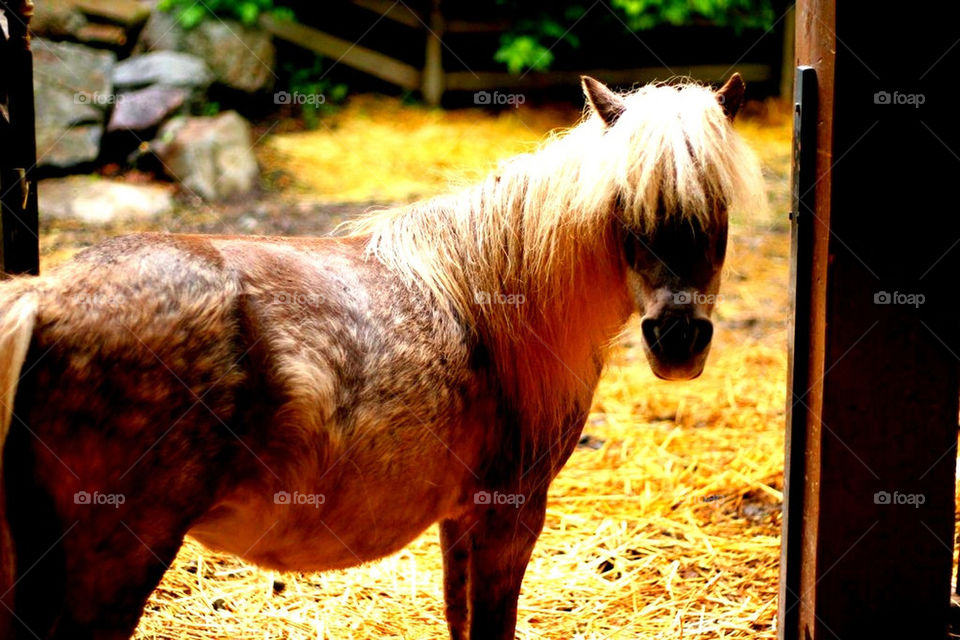 barn horse farm babyanimal by lmtrent