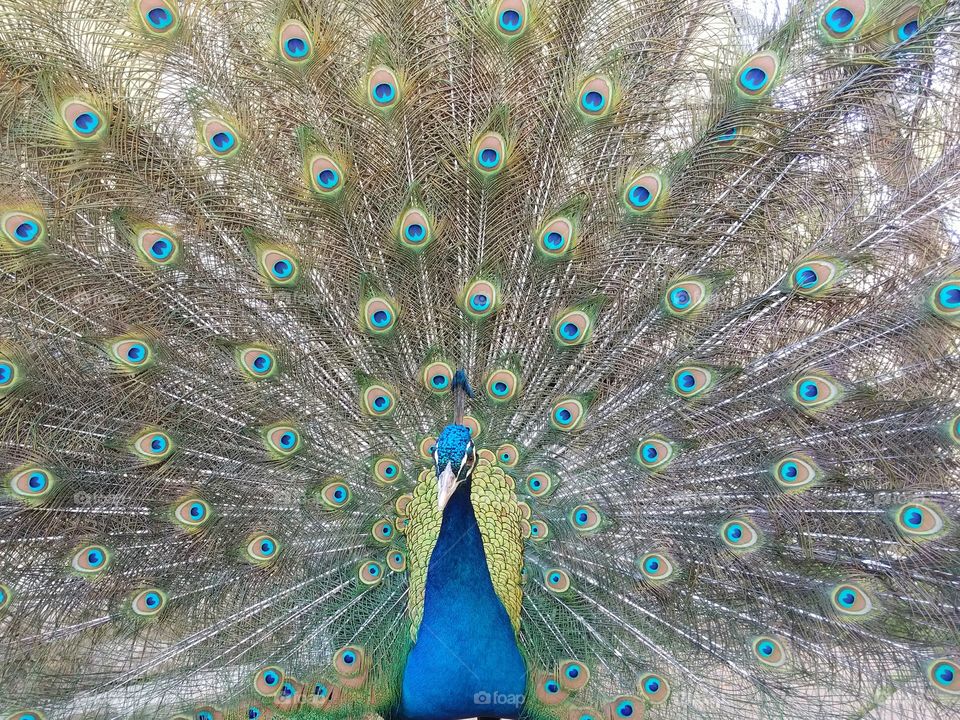 Peacock head on