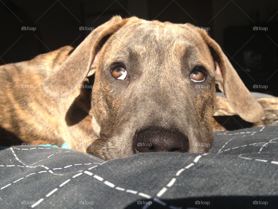 Dog Days of Summer. Puppy in the sun