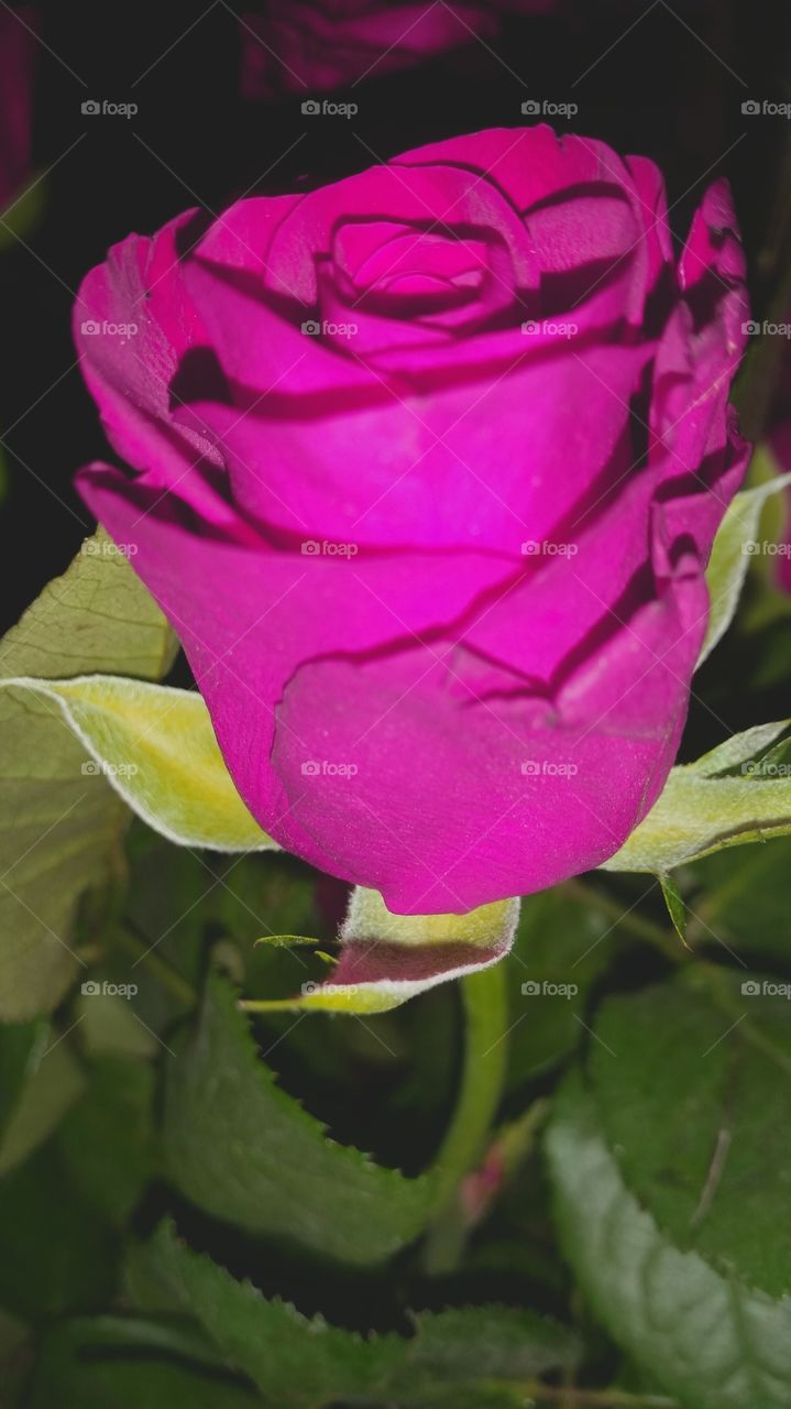 Close-up of pink rose