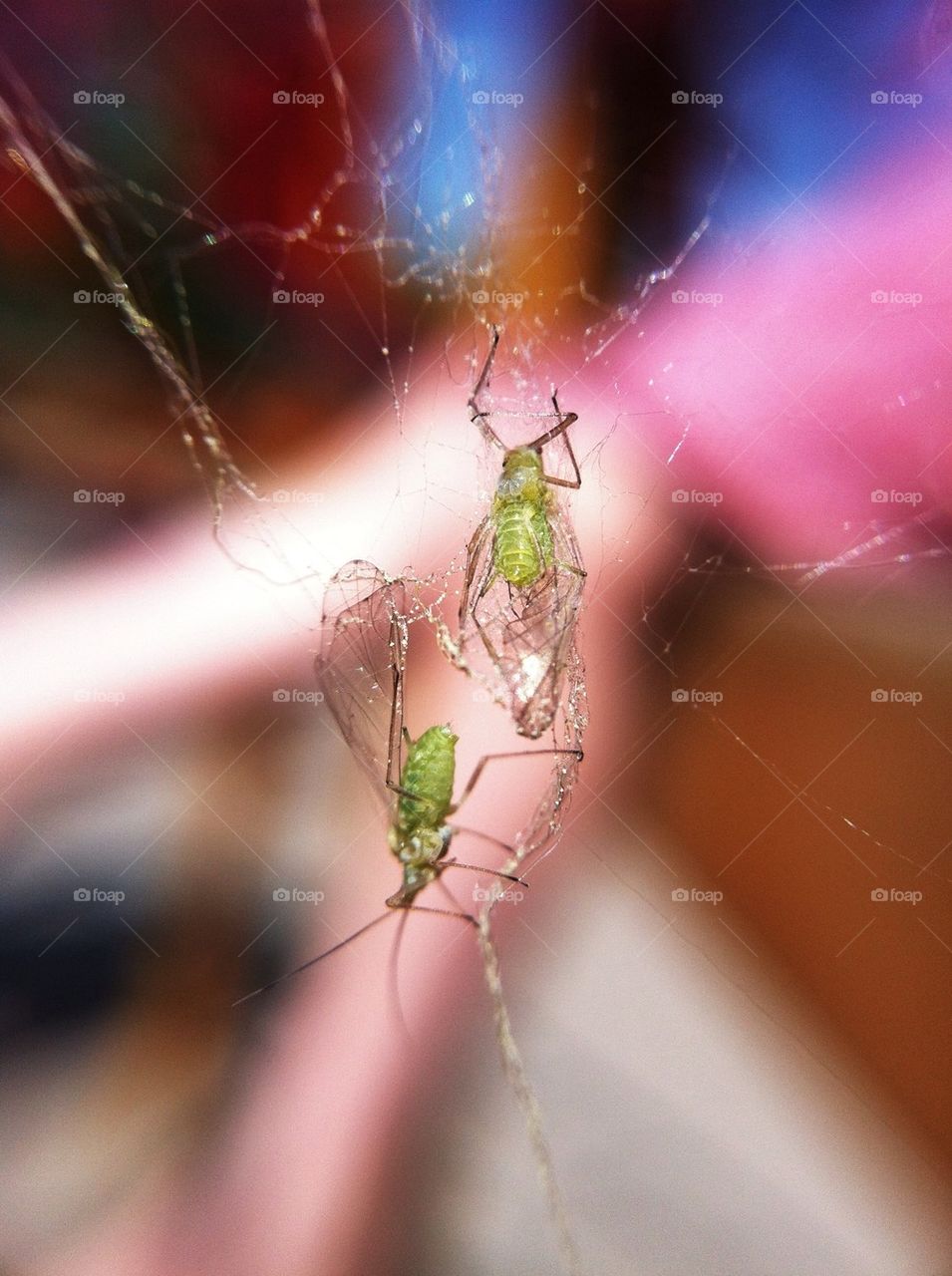 macro closeup web spiderweb by miss_falcon