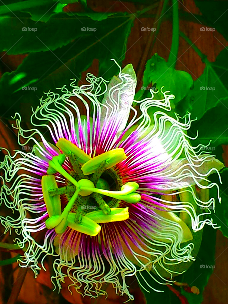 "Purple & Pink Passion Flower"