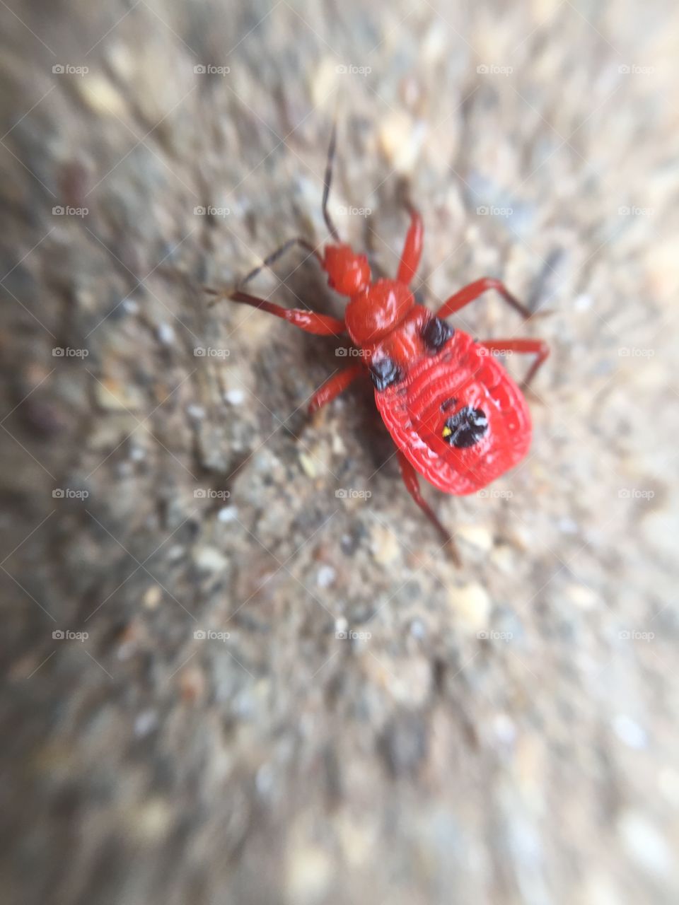 Red bug 