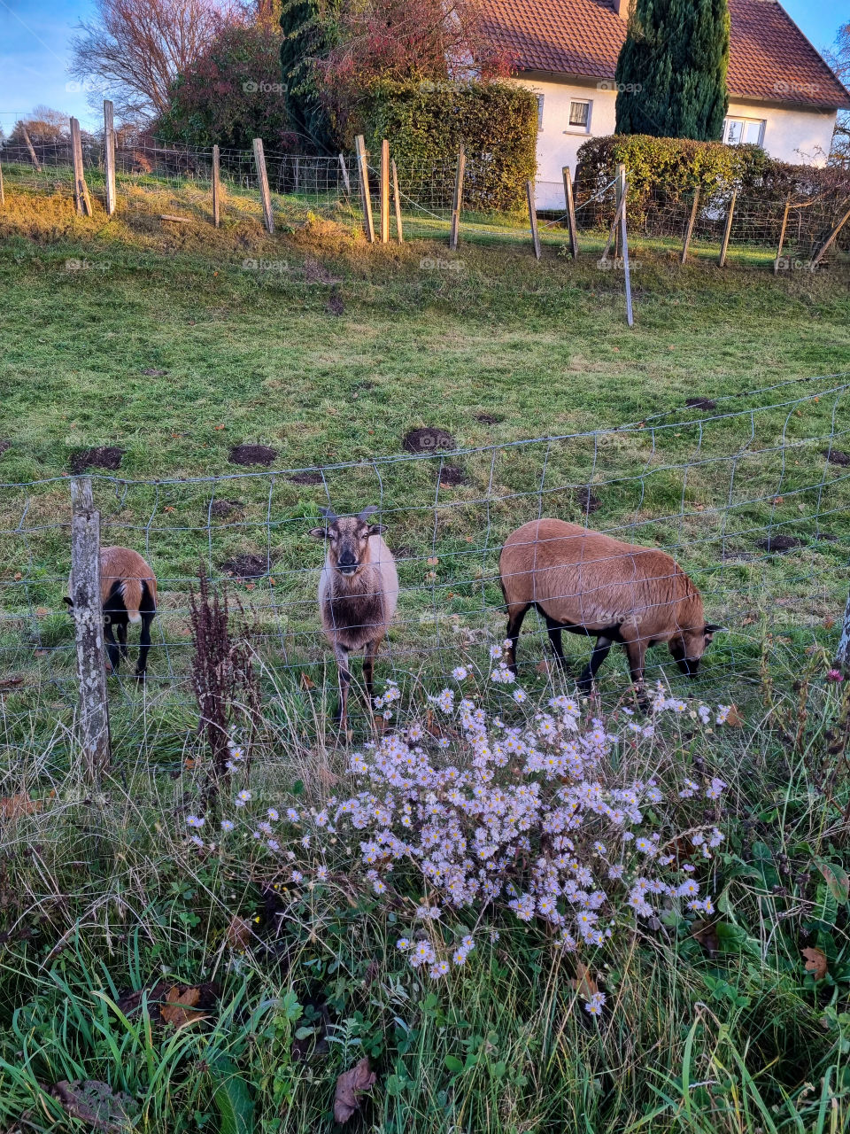 My neighbours have goats and they are so cute and similar, twin goats. The goats have beautiful brown colors. They are always outside enjoying the fresh grass. I don't know how they tell them apart.