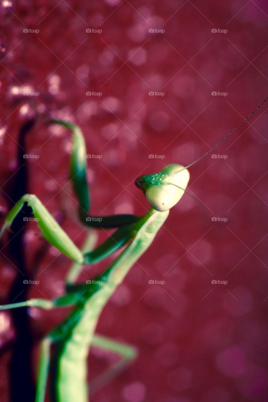 Macro photo of a baby praying mantis.