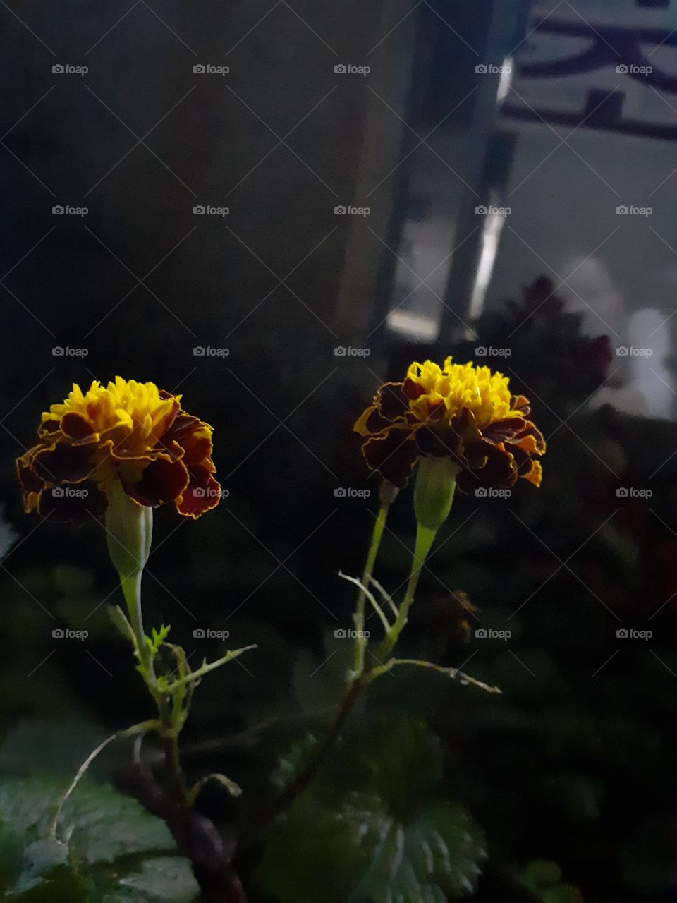 portrait of a flower  in the night