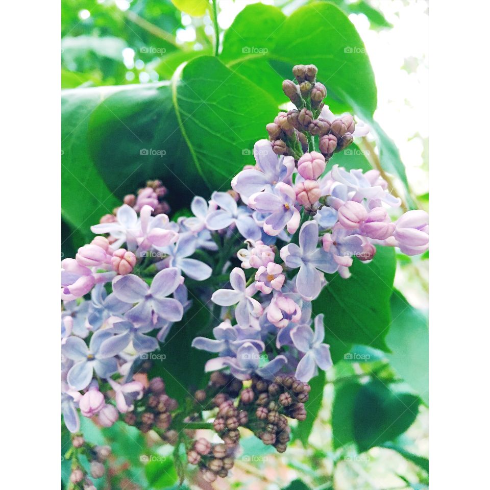 lilacs in bloom