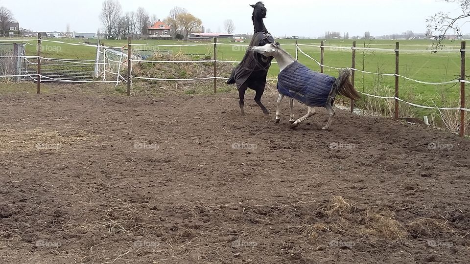 two horses playing outside