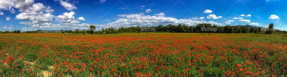 Field of poppies in Tuscany, Italy 🇮🇹