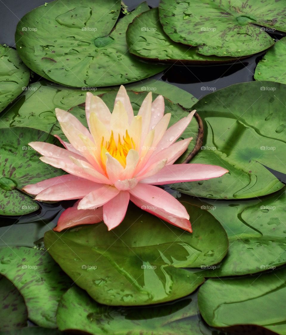 Close-up of lotus in lake