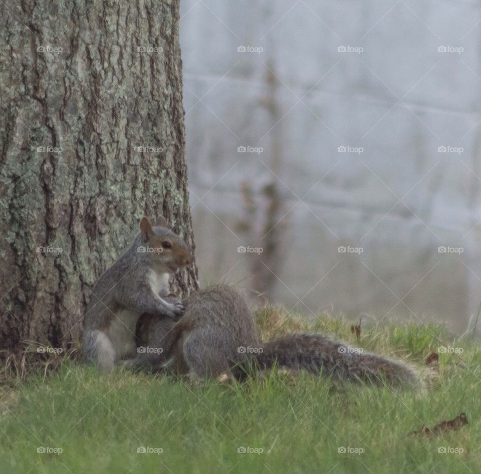 She really loves nuts !!!