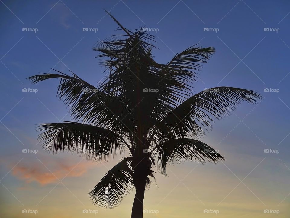 Palm tree