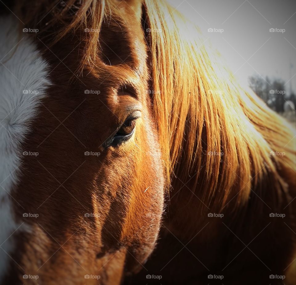 Closeup of a Sorrel Horse's Eye in the Sun