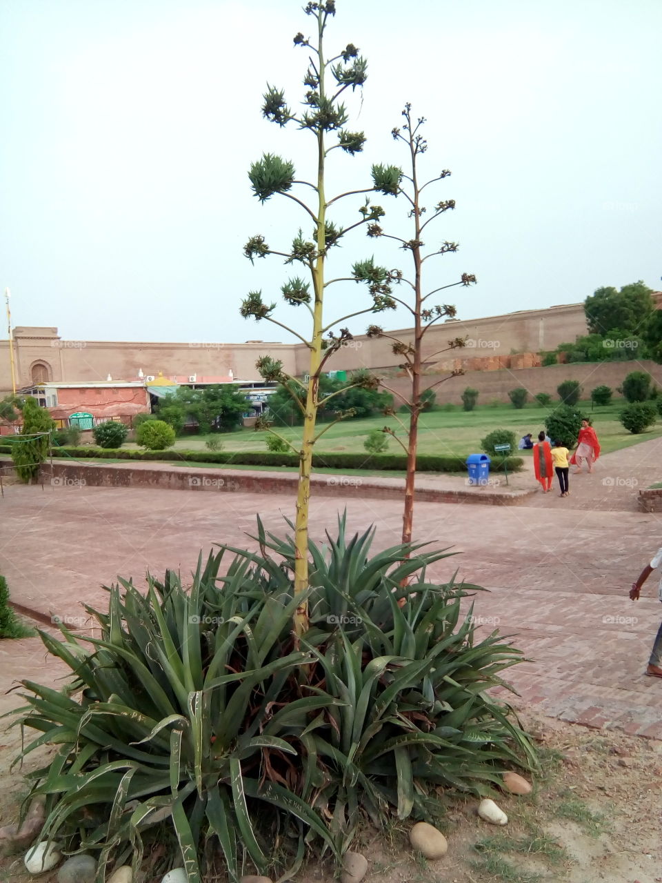 an ancient fort of Bathinda city- a monument protected by Govt Of India- inner part