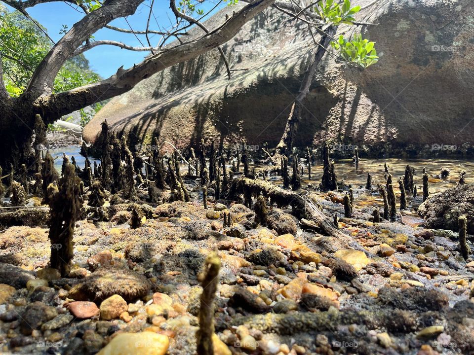 No Saco do Mamanguá, em Paraty, mangues são muito comuns. Esses são locais com uma imensa biodiversidade, berço de muitas espécies nativas do Brasil. 