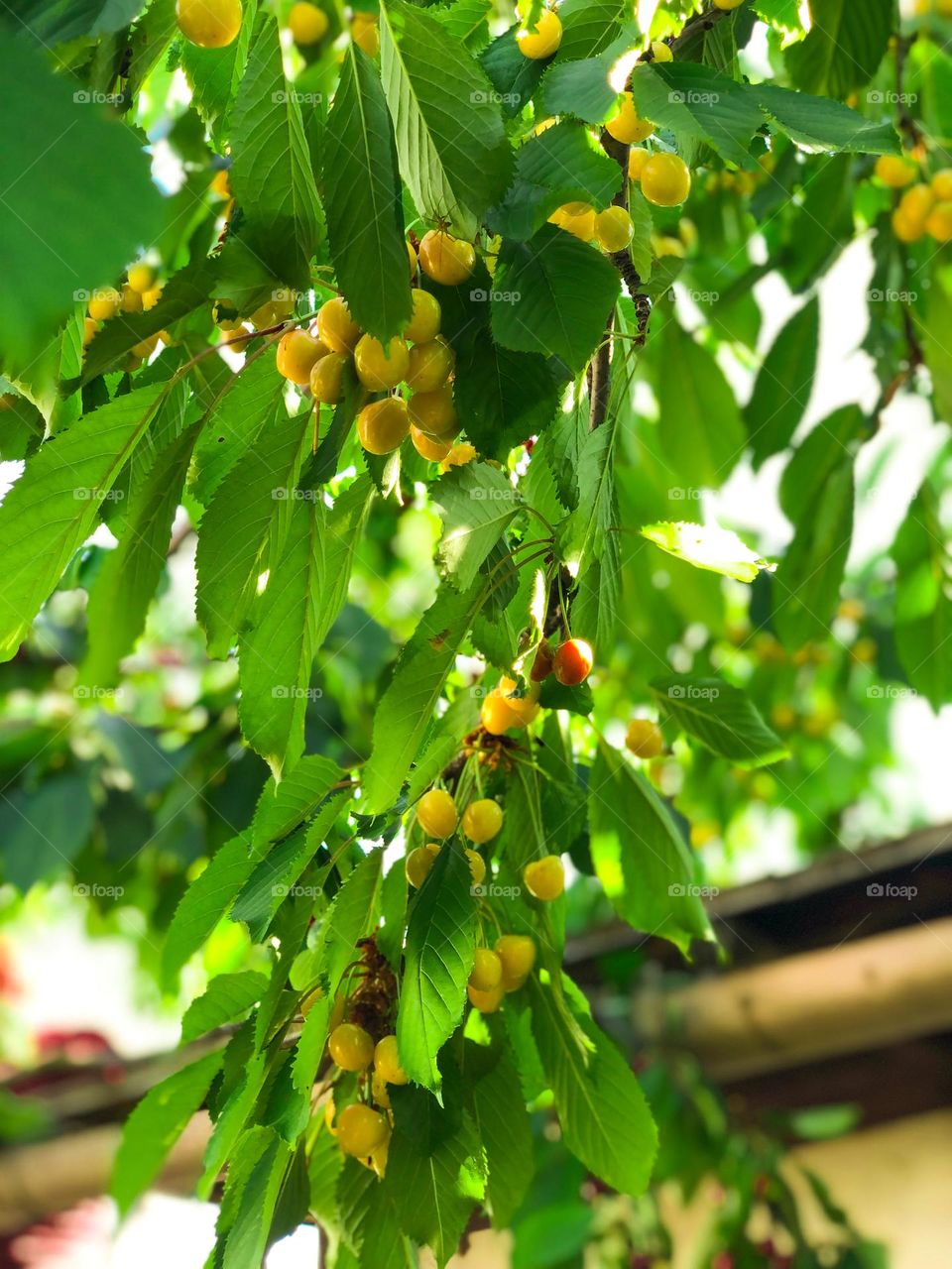 a tree with yellow cherry